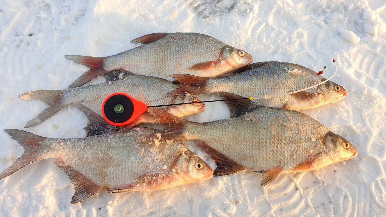 Снасти и особенности рыбалки на леща зимой